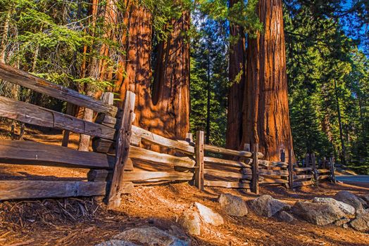 Giant Sequoias Place