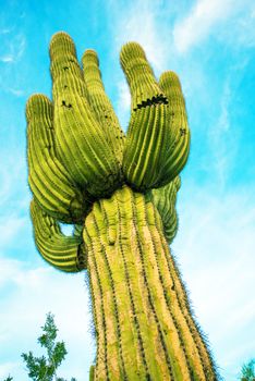 Arizona Organ Pipe Cactus