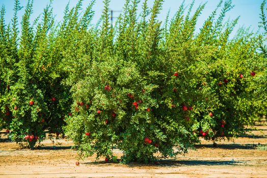 Pomegranate Cultivation