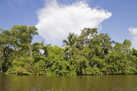 Beautiful tropical forest from the river