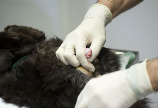 castration of a male cat