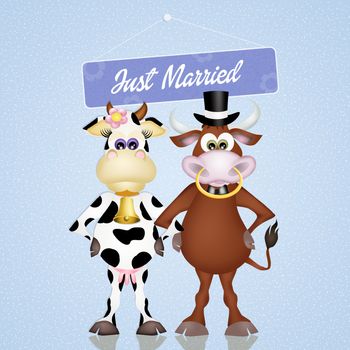 bull and cow marry