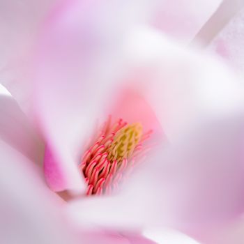 Close up of Beautiful Pink Magnolia Flower. Spring Floral Background