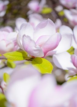 Beautiful Pink Magnolia Flowers. Spring Background