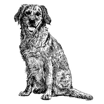 Image of yellow Labrador Retriever hand drawn vector