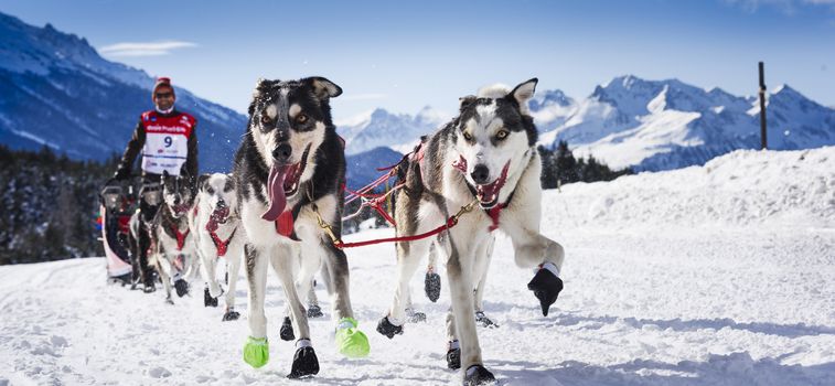 SARDIERES VANOISE, FRANCE - JANUARY 20 2016 - the GRANDE ODYSSEE the hardest mushers race in savoie Mont-Blanc, Christian MOSER, swiss musher, Vanoise, Alps