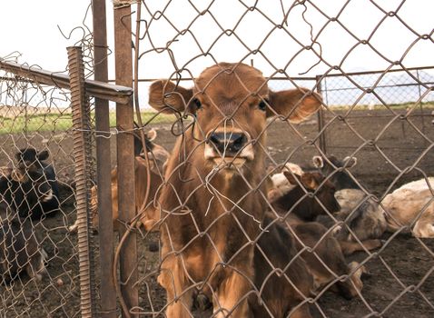 Captive calf behind the fence