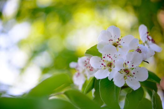 Spring Blossoming Pear Flowers on Bright Blurred Background