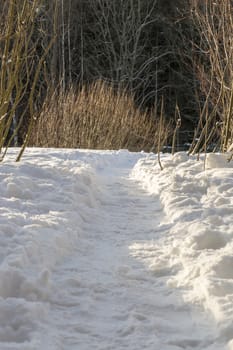 Path in Snow 