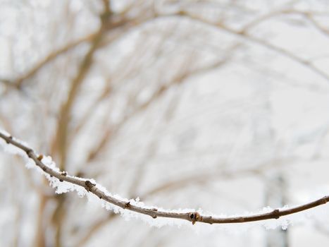 Twig covered with snow, wintertime, copyspace