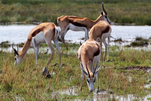 herd of springbok on waterhole 