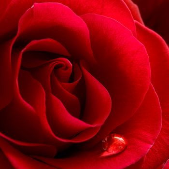 Water Drop on the Beautiful Red Rose. Macro Flower Background Photo