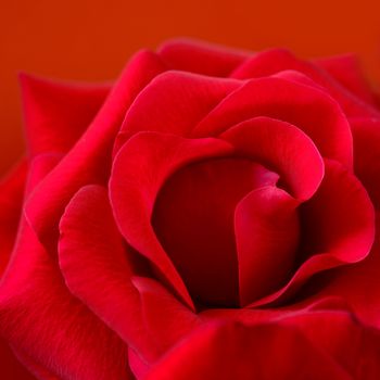 Beautiful Red Rose Close up. Macro Flower Background
