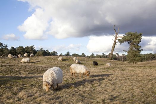flock of sheep on the moor near Zeist and utrecht in the netherl