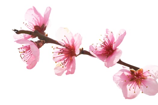 Almond pink flowers isolated on white. Macro shot