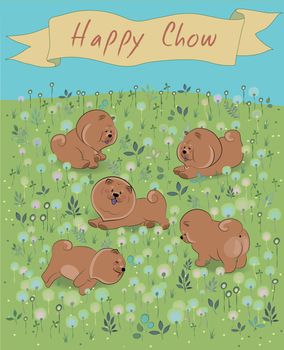 Happy Chow-chow on the blossoming field