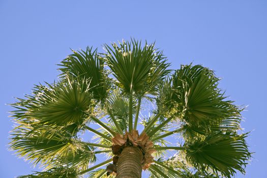 Top of palm-tree