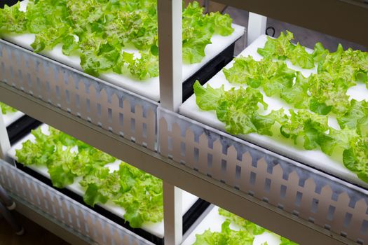 Cultivation vegetables in hydroponics