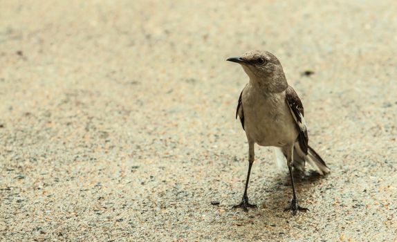 norther mocking bird eating bugs from the driveway in the rain