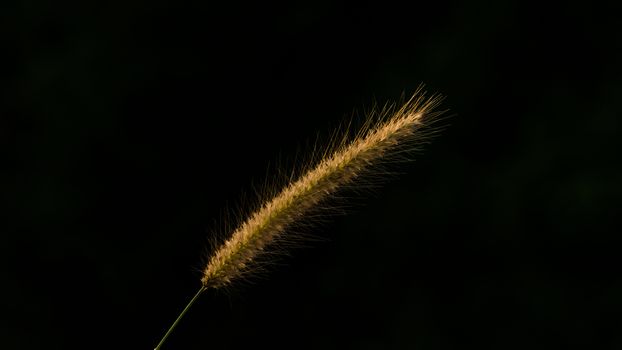 Reeds grass 