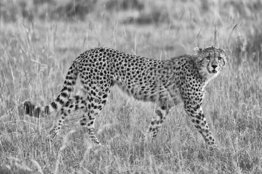a beautiful young cheetah hunting at the masai mara national park kenya (black and white)