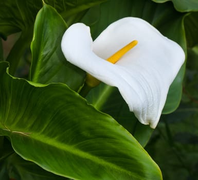 Upright Calla Lily in spring with vibrant green foliage