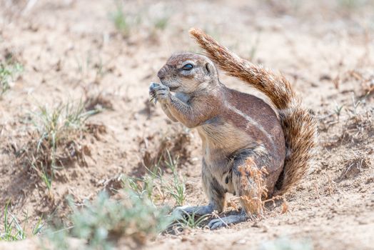 Ground squirrel shading it self with its tail