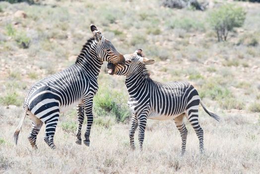 Two mountain zebra stallions fighting