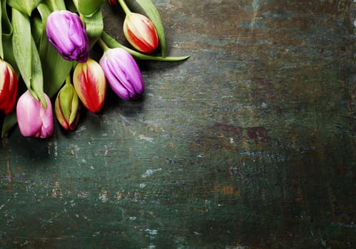 Tulips on a wooden background 
