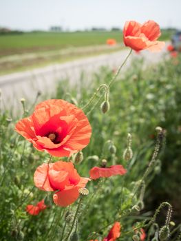 Poppies to the side of a country road.