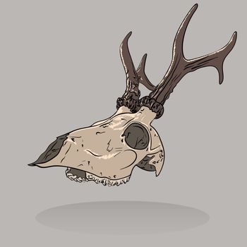 Vector illustration of an isolated deer skull . Profile view. 