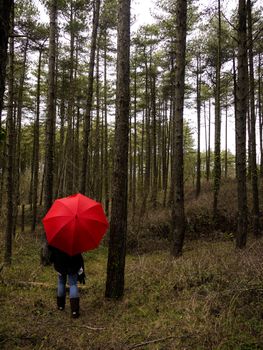 Red Umbrella in the Woods