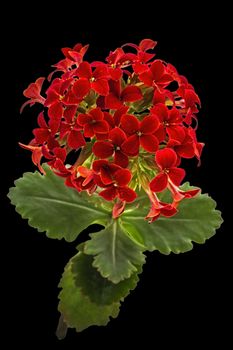 Flower Kalanchoe, tropical succulent, isolated on black backgrou