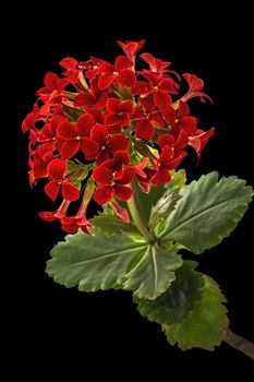 Flower Kalanchoe, tropical succulent, isolated on black backgrou