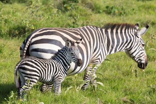 Mother and foal zebra, Equus quagga.