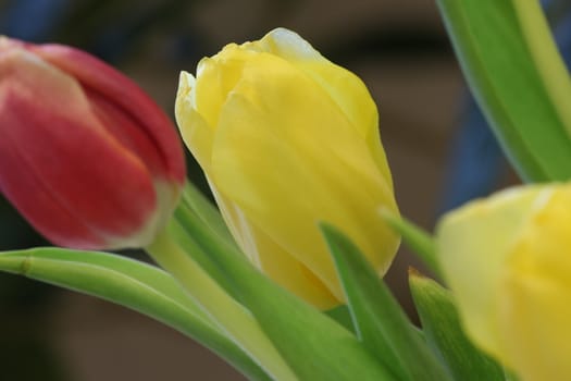 celebratory bouquet of tulips
