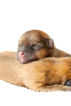 Pomeranian puppies, couple of days old