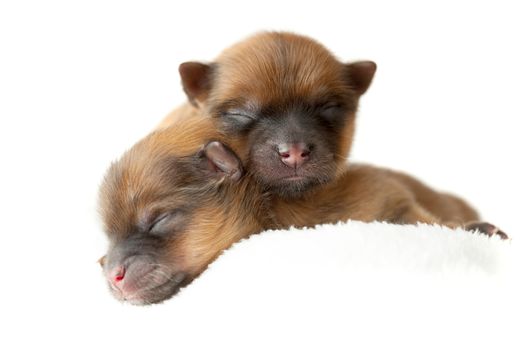 Pomeranian puppies, couple of days old