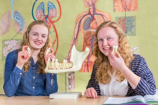 Two female students exploring jaw model with teeth in biology 