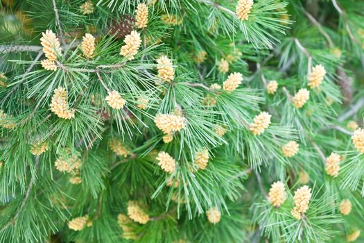 fir tree with cones