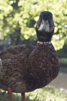 Wild duck, close-up