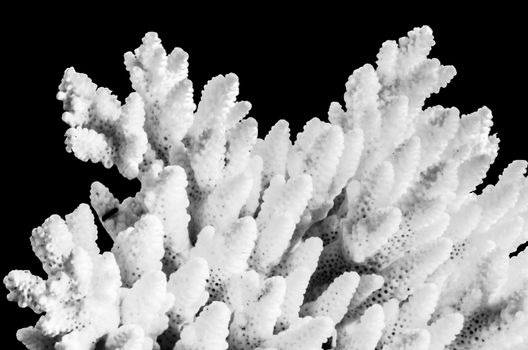 White sea coral