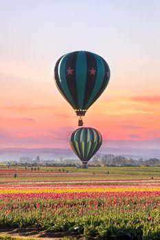 Hot Air Balloons at Tulip Field