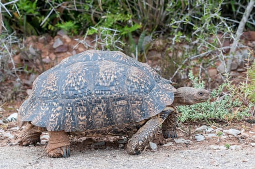 Leopard tortoise walking