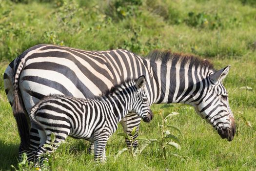 Mother and foal zebra, Equus quagga.