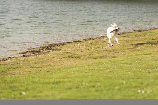White big dog running playing