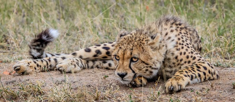 Laying Cheetah in the Selati Game Reserve