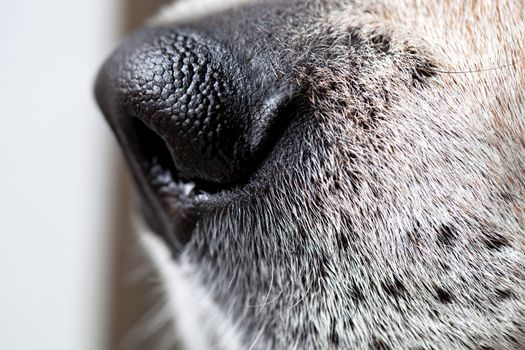 Beagle Dog Nose Macro