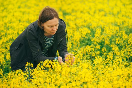 Woman examining oilseed rape flower blooming