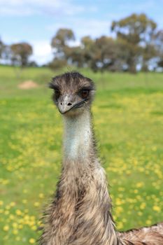 Young emu in Australian bushland